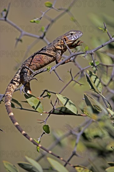Eastern Mexican Black Iguana, (Ctenosaura acanthura), adult, on tree, foraging, Sonoran Desert,