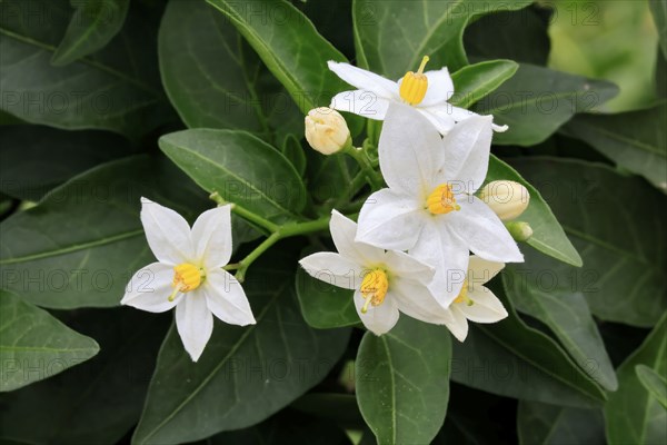 Solanum laxum (Solanum laxum), flowering, flower, Ellerstadt, Germany, Europe