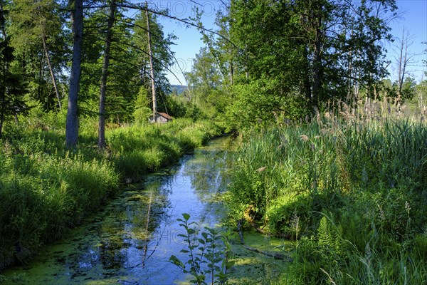 Am Torfwerk, Pfrunger-Burgweiler Ried nature reserve, Wilhelmsdorf, Baden-Württemberg, Germany,