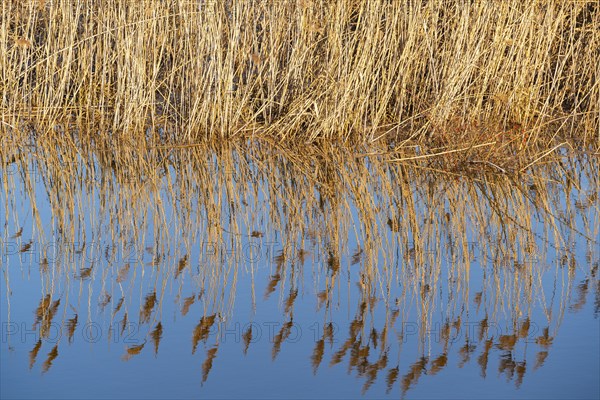 Reeds reflected in the water in the floodplain along the Oder river, Groß Neuendorf, Oderbruch,
