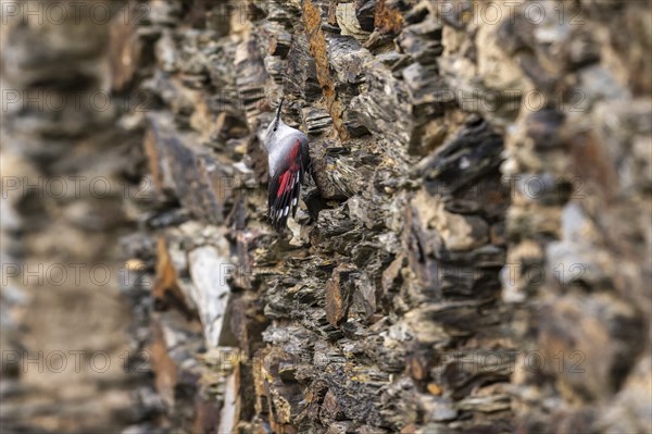 Wallcreeper (Tichodroma muraria) foraging on a wall, wildlife, Germany, Europe