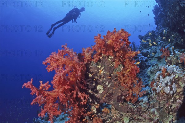 Large red soft coral (Dendronephthya), silhouette of diver in the background, Red Sea, Port Ghalib,