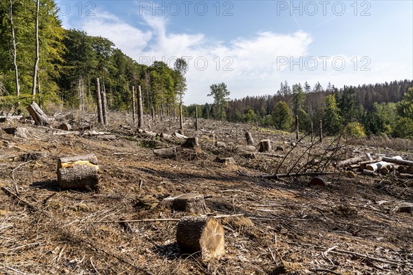 Forest dieback in Arnsberg Forest, northern Sauerland, dead spruce trees, intact deciduous trees,