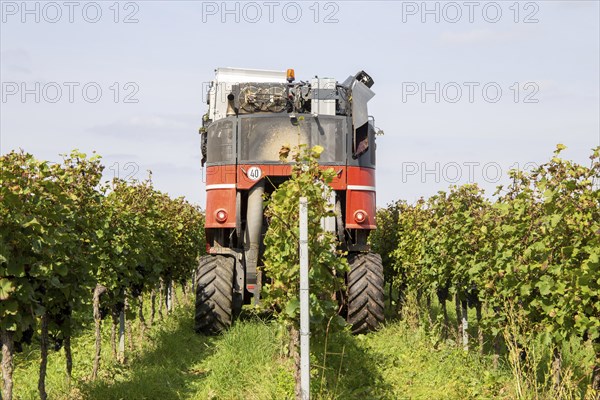 Harvest of Sankt Laurent red wine grapes in the Palatinate
