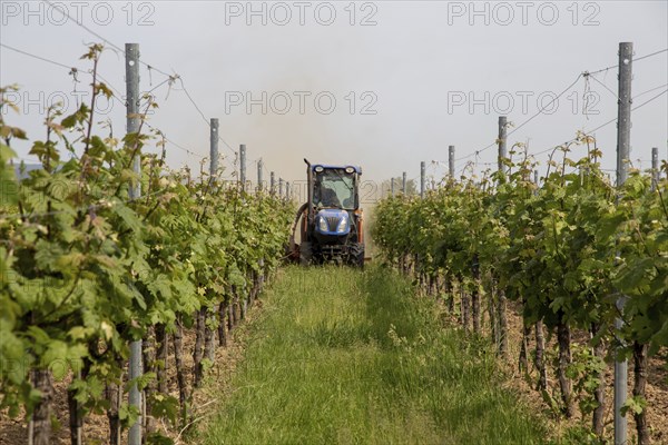 Soil cultivation in the vineyard, here near Neustadt an der Weinstraße, Palatinate