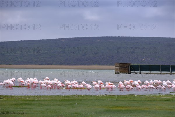 Flamingos in the lagoon at the Geelbek Information Centre, Langebaan Lagoon, West Coast National