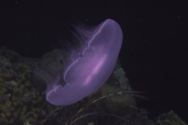 Common jellyfish (Aurelia aurita) at night. Dive site St. Johns Reef, Red Sea, Egypt, Africa