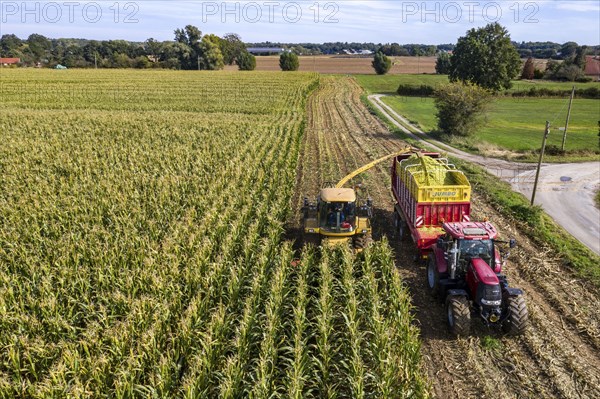 Maize harvest, combine harvester, chopper works its way through a maize field, the silage is pumped