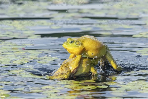 Bull frogs Lithobates catesbeianus. Male bull frogs fighting during the breeding season. La