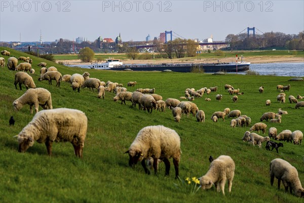 Rhine dyke near Duisburg-Beeckerwerth, flock of sheep, Duisburg, North Rhine-Westphalia, Germany,