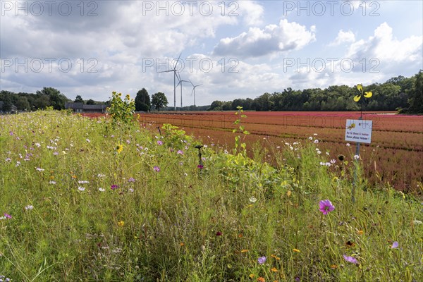 Flowering strips on an open-air area of a horticultural farm, autumn plants, heather plants, the