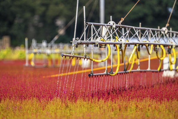 Automatic irrigation on an outdoor area of a horticultural business, autumn plants, heather plants,