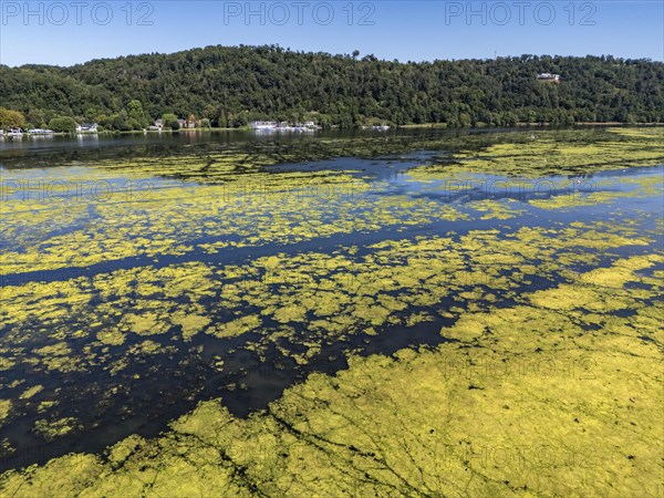 Waterweed, Elodea, an invasive species, green carpet of plants on Lake Baldeney in Essen, the