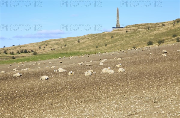 Sheep grazing near Lansdowne monument, Cherhill, Wiltshire, England, UK