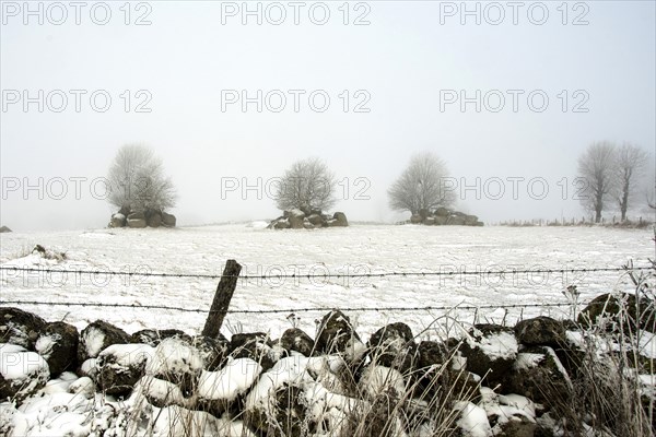 Aubrac plateau. Barbed wires and stone wall in winter. Lozere department. Occitanie. France