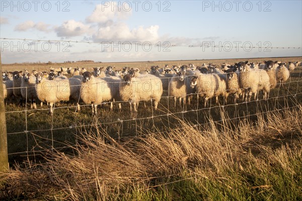 Flock of sheep grazing on drained marshland fields at Gedgrave, Suffolk, England, United Kingdom,
