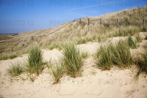 Marram grass growing on landward side of sand dunes, Horsey, Norfolk, England, United Kingdom,