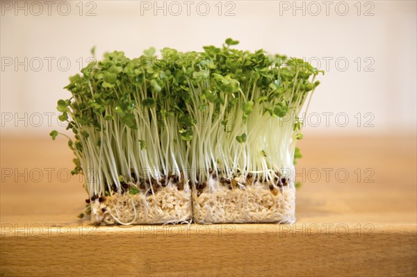 Close up of salad cress growing on wooden kitchen surface