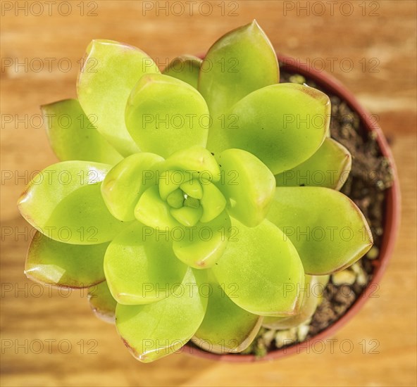 Beautiful little plant, succulent in a small flower pot. on the wooden background
