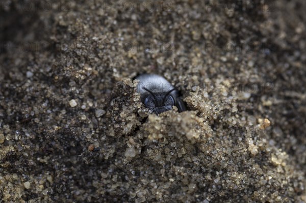 A willow sand bee in the Hohe Ward nature reserve in Münster, 08/04/2024