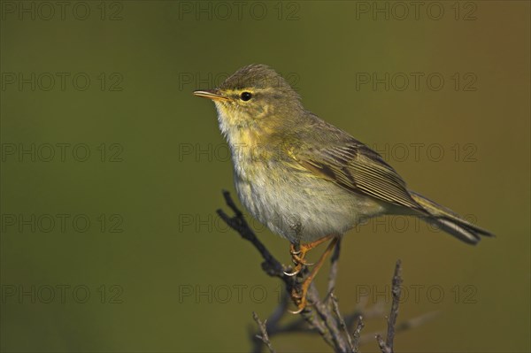 Willow warbler (Phylloscopus trochilus), Heligoland, Erpolzheim, Rhineland-Palatinate, Federal