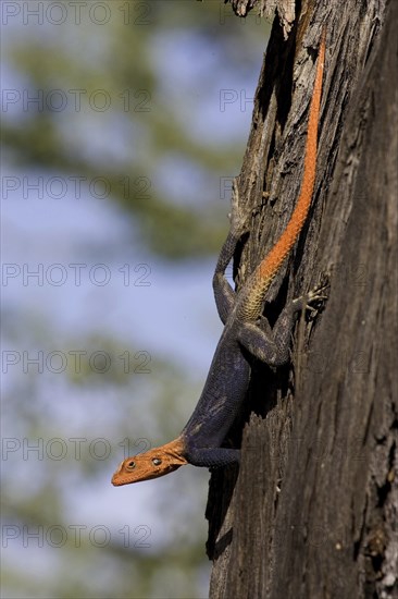 Namibian rock agama, (Agama planiceps) male in wedding dress, Etosha NP, Namibia, Africa
