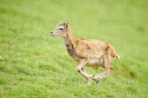 European mouflon (Ovis aries musimon) running standing on a meadow, tirol, Kitzbühel, Wildpark