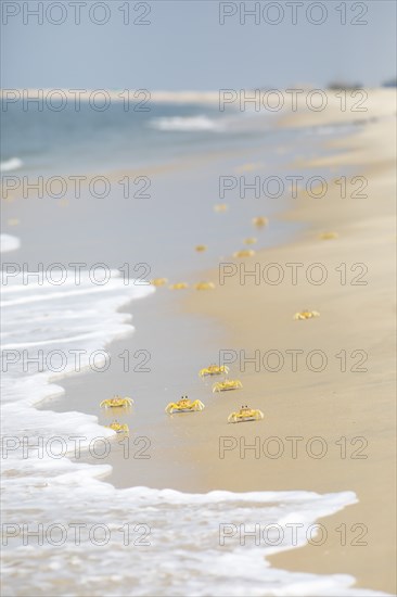 Horn-eyed Ghost crabs (Ocypode brevicornis) at Marari Beach or Strand, Mararikulam, Alappuzha