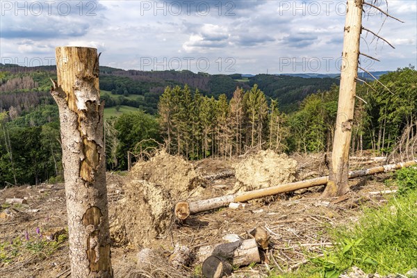 Forest dieback in Sauerland, north of Lüdenscheid, cleared area, diseased trees, over 70 per cent