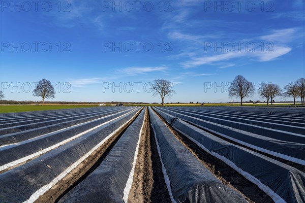 Agriculture on the Lower Rhine, early season, asparagus cultivation in spring, under plastic