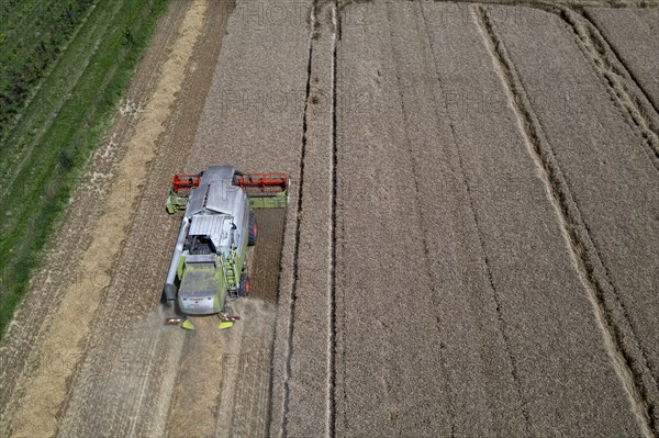 Agriculture, grain harvest, wheat, combine harvester harvesting in a wheat field, near