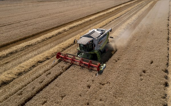 Agriculture, grain harvest, wheat, combine harvester harvesting in a wheat field, near