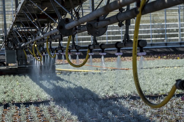Horticultural business, irrigation with a sprinkler system, mobile on wheels in the open air,