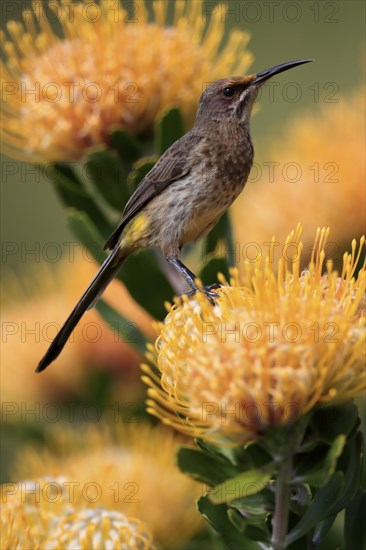 Cape Honeybird (Promerops cafer), adult, female, on flower, Protea, vigilant, Kirstenbosch Botanic