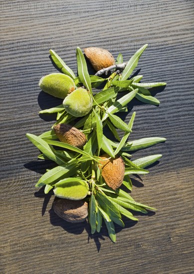 Fresh and dried almonds with leaves on a wooden table. Mixture of natural colours, green and brown,