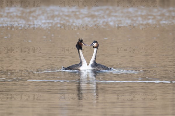 Great Crested Grebe (Podiceps cristatus), pair, courtship display, swimming on lake, looking at
