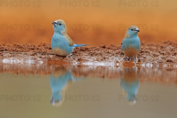 Blue-winged Oriole (Uraeginthus angolensis), Angola Butterfly Finch, adult, two birds, at the