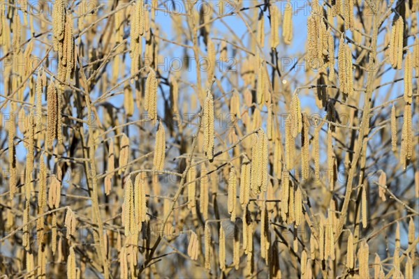 Common hazels (Corylus avellana), hazel bush, male hazelnut blossoms with hoarfrost, blue sky,