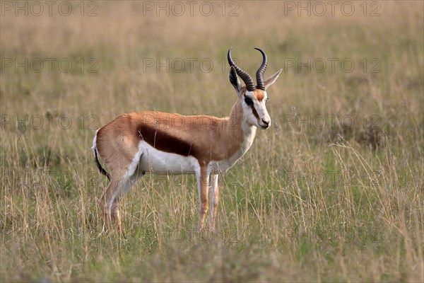 Springbok (Antidorcas marsupialis), adult, male, foraging, alert, Mountain Zebra National Park,