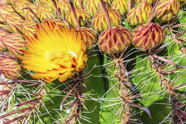 Flowering cactus (Ferocactus), Santa Eularia des Rui, Ibiza, Balearic Islands, Mediterranean Sea,
