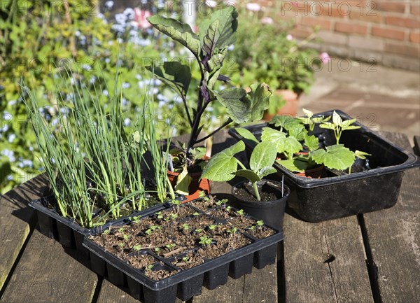 Trays of vegetable seedlings on an outside garden table, UK