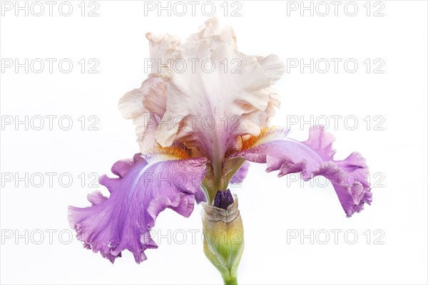 Beautiful multicolored iris flower isolated in white. Close up