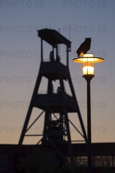 Eurasian eagle-owl (Bubo bubo), adult male, sitting on a lantern, in the background the winding