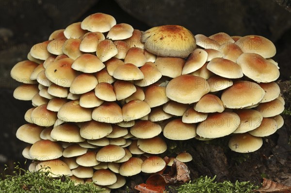 Sulphur tuft (Hypholoma fasciculare), North Rhine-Westphalia, Germany, Europe