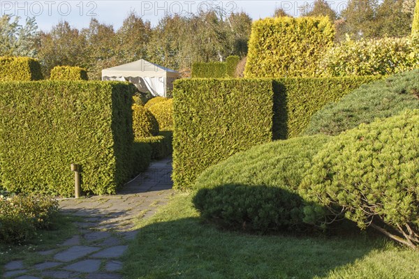 Cottage garden with green lawn, trees, hedges, trimmed bushes and large mountain pines. Modern