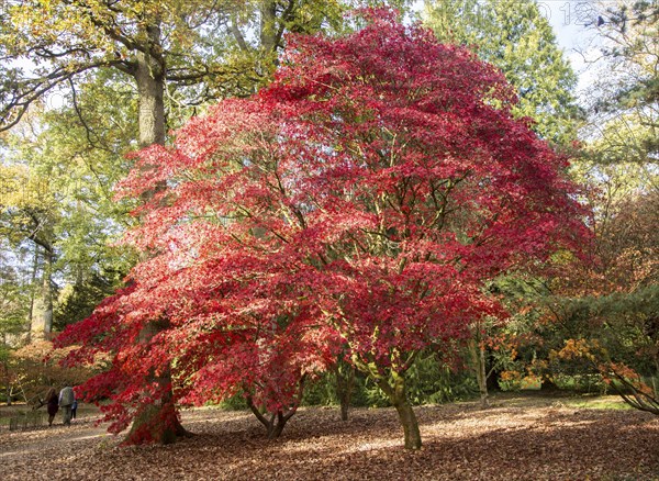 Japanese maple trees in autumn colour, Acer Palmatum, National arboretum, Westonbirt arboretum,