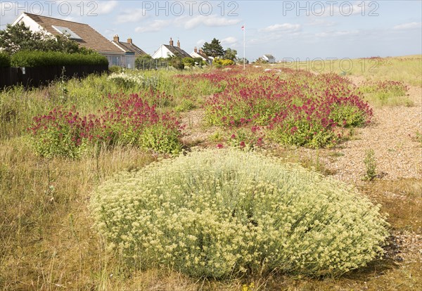 The Curry plant, Helichrysum italicum, and Red Valerian, Centranthus ruber, Shingle Street,