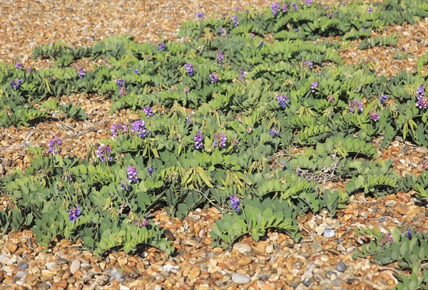 Sea Pea plant, Lathyrus japonicus, growing on beach at Shingle Street, Suffolk, England, UK