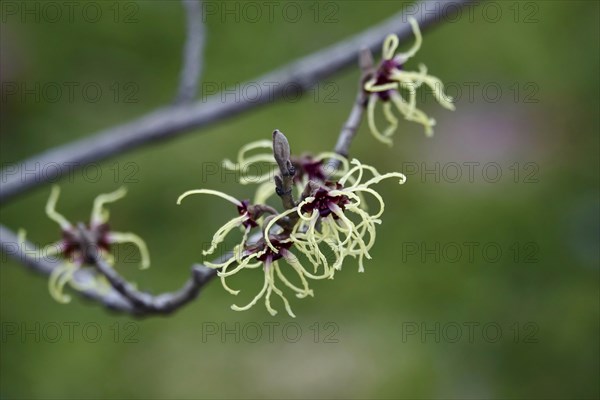 Witch-hazel (Hamamelis), February, Germany, Europe