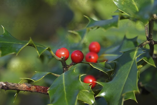 Holly (Ilex aquifolium), February, Germany, Europe